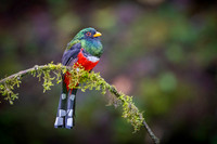Masked Trogon
