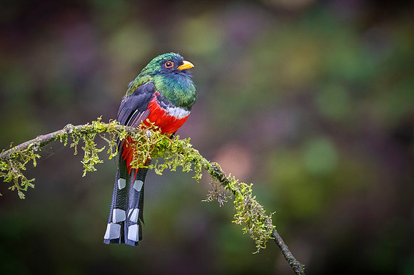 Masked Trogon