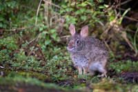 Brazilian Rabbit