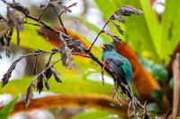Masked Trogon