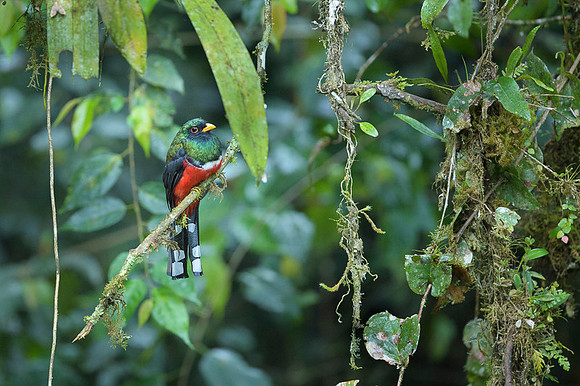 Masked Trogon