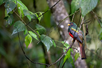 Masked Trogon