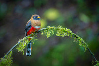 Masked Trogon