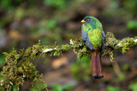 Masked Trogon