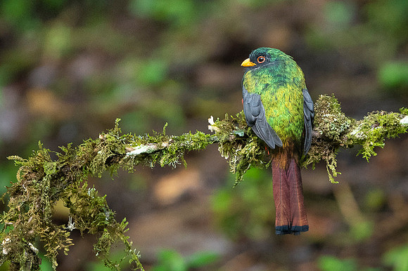 Masked Trogon