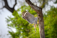 Crane Hawk