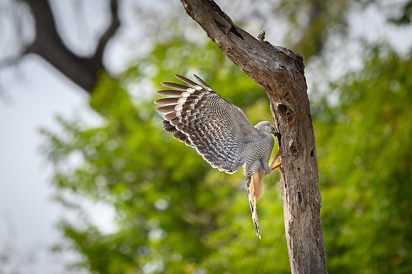 Crane Hawk