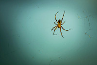 Galapagos spider