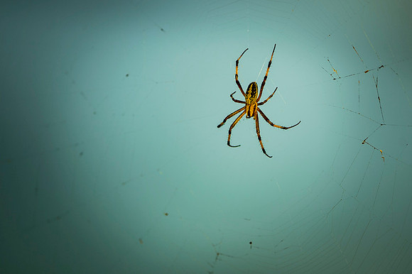 Galapagos spider