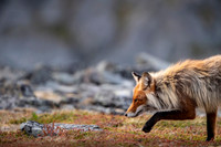 Fox / Lis