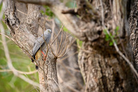 Crane Hawk