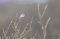 Fox Sparrow