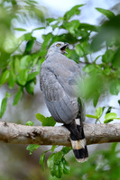 Crane Hawk