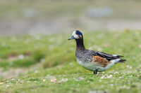 Chiloe Wigeon