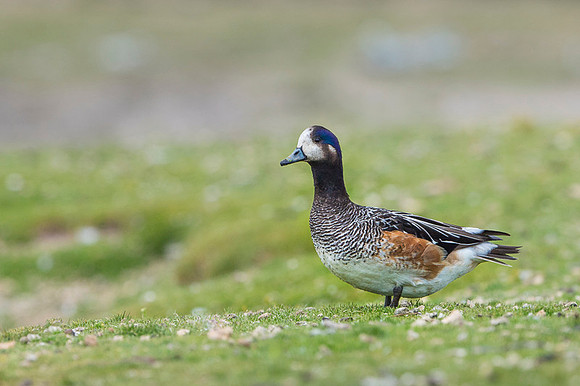 Chiloe Wigeon