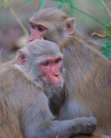 Rhesus macaque