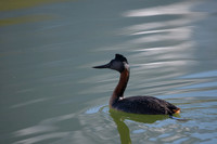 Great Grebe