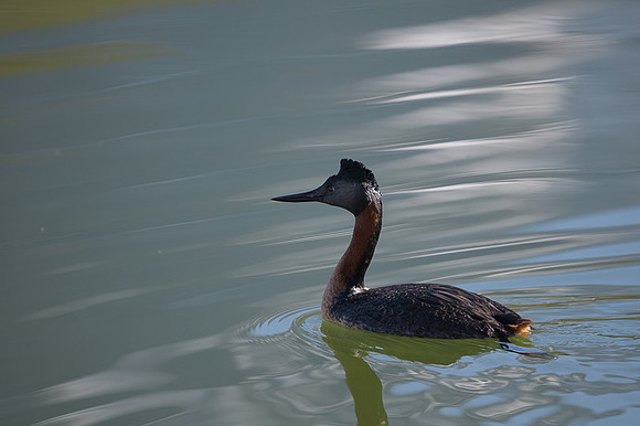 Great Grebe