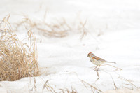 Fox Sparrow