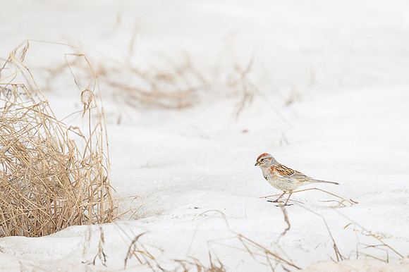 Fox Sparrow