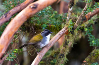 Gray-browed Bushfinch