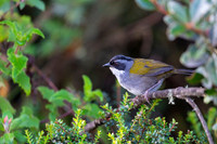 Gray-browed Bushfinch
