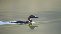 Great Grebe