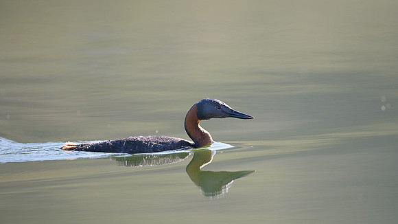 Great Grebe
