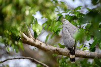 Crane Hawk