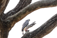 Crane Hawk