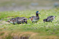 Chiloe Wigeon