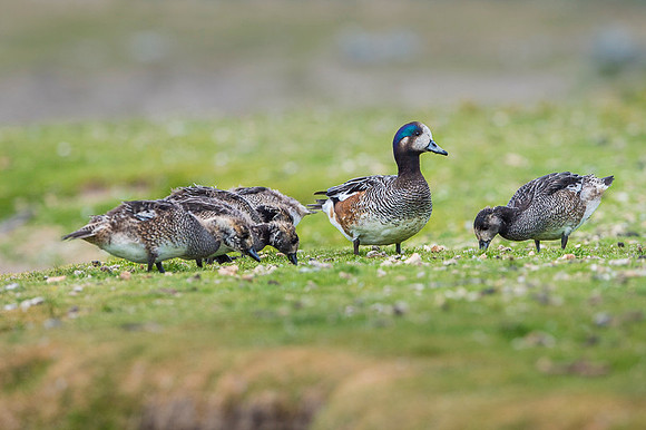 Chiloe Wigeon