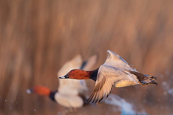 Common Pochard  / Kaczka głowienka.
