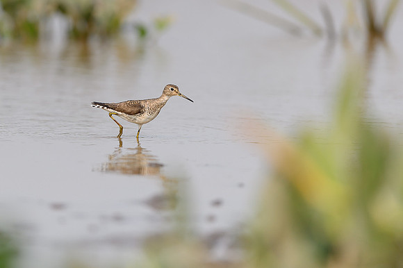 Solitary Sandpiper