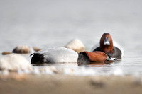 Common Pochard  / Kaczka głowienka.