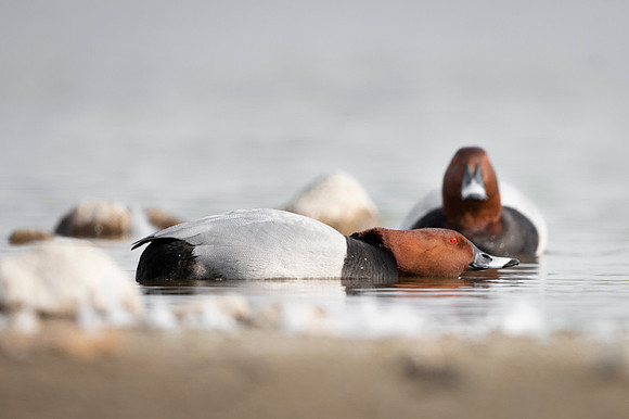 Common Pochard  / Kaczka głowienka.