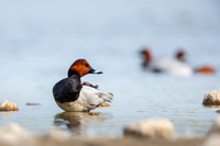 Common Pochard  / Kaczka głowienka.