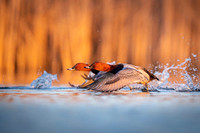 Common Pochard  / Kaczka głowienka.