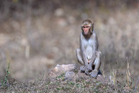 Rhesus macaque