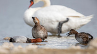 Common Pochard  / Kaczka głowienka.