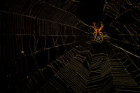 Galapagos spider