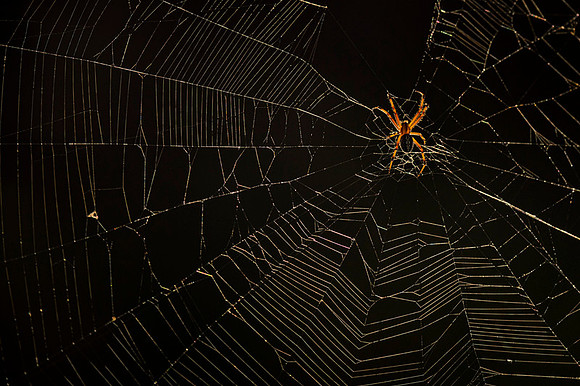 Galapagos spider