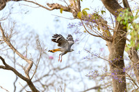 Crane Hawk