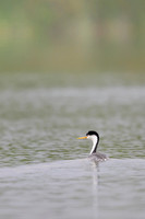 Western grebe
