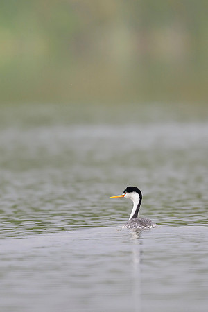 Western grebe