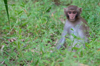Rhesus macaque