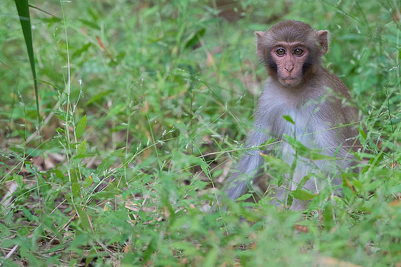 Rhesus macaque