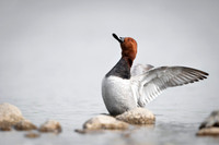 Common Pochard  / Kaczka głowienka.