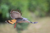 Crane Hawk
