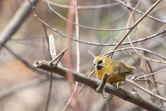 Black chin babler